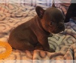 Image preview for Ad Listing. Nickname: Princess