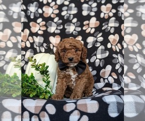 Poodle (Miniature) Puppy for sale in QUARRYVILLE, PA, USA