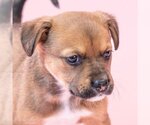 Small #2 American Staffordshire Terrier-German Shepherd Dog Mix