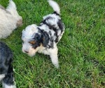 Small #17 Miniature Bernedoodle