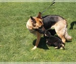 Small #22 German Shepherd Dog