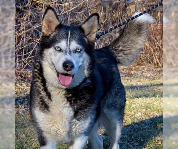 Medium Photo #4 Siberian Husky Puppy For Sale in Omaha, NE, USA
