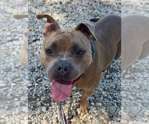 Medium Photo #2 American Pit Bull Terrier Puppy For Sale in Jackson , NJ, USA