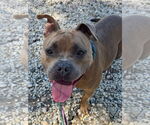 Small #1 American Pit Bull Terrier