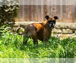 Small #1 Boxer