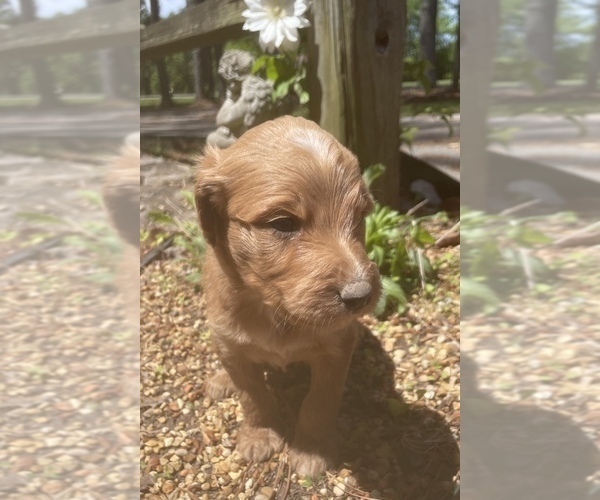 Medium Photo #1 Goldendoodle Puppy For Sale in FAYETTEVILLE, TN, USA