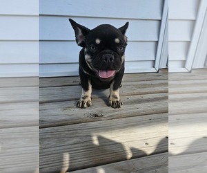 French Bulldog Puppy for sale in INDIANAPOLIS, IN, USA