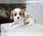 Puppy 4 Cavalier King Charles Spaniel