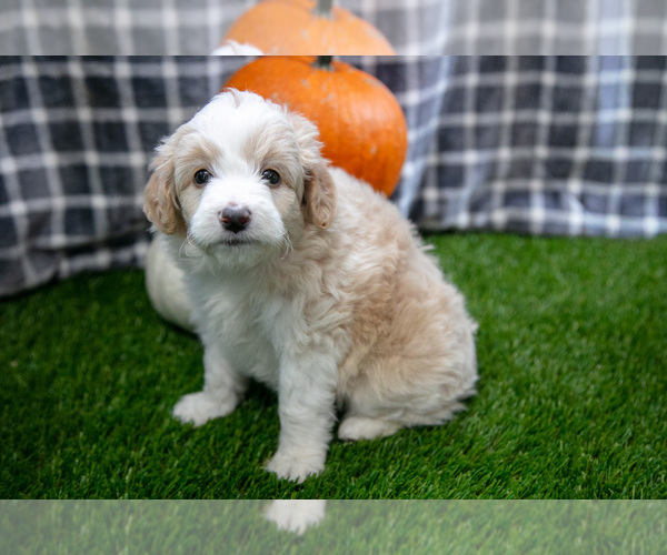 Medium Photo #1 Aussiedoodle Miniature  Puppy For Sale in CLARE, MI, USA