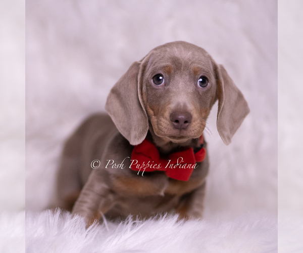 Medium Photo #3 Dachshund Puppy For Sale in WARSAW, IN, USA