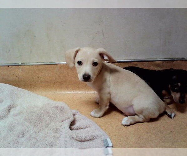 Medium Photo #1 Mutt Puppy For Sale in Martinez, CA, USA