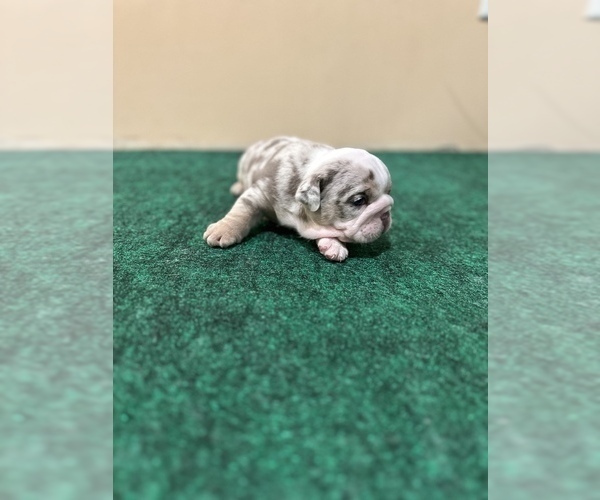 Medium Photo #4 English Bulldog Puppy For Sale in NASHVILLE, TN, USA