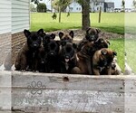 Small #2 Belgian Malinois