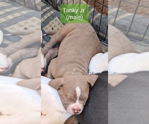 American Bully Puppy for Sale in SHINGLE SPRINGS, California USA