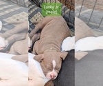 Small Photo #1 American Bully Puppy For Sale in SHINGLE SPRINGS, CA, USA