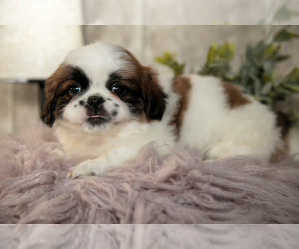 Medium Photo #2 Shih Tzu Puppy For Sale in CLARE, MI, USA