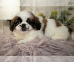 Small #1 Shih Tzu