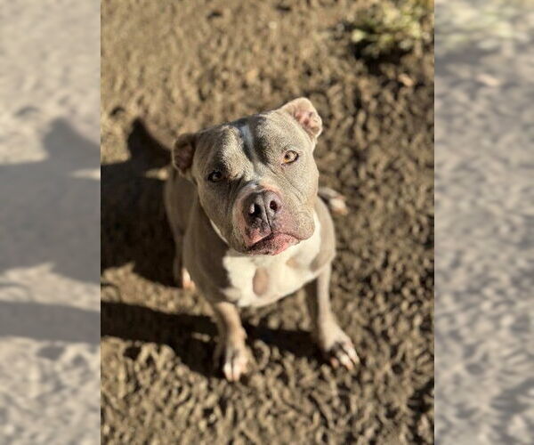 Medium Photo #1 Mutt Puppy For Sale in Riverside, CA, USA