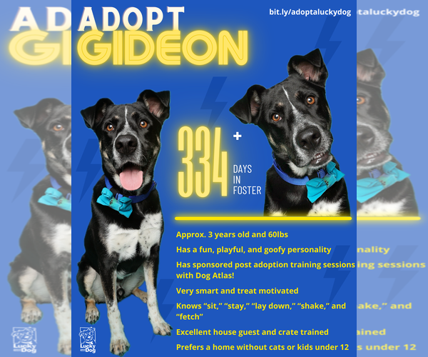 Medium Photo #26 Mutt Puppy For Sale in Washington, DC, USA