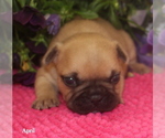 Small Photo #1 French Bulldog Puppy For Sale in COLONIAL BCH, VA, USA