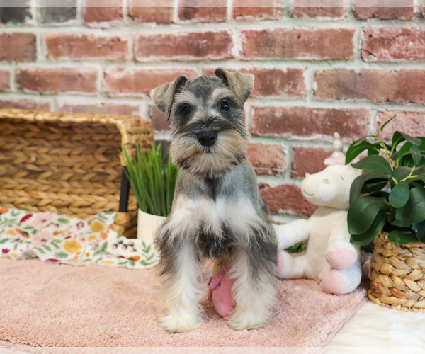 Medium Photo #1 Schnauzer (Miniature) Puppy For Sale in SYRACUSE, IN, USA