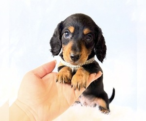 Dachshund Puppy for sale in DAVIS, CA, USA