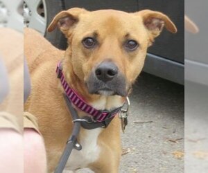 Shelby (SADIE) - Female Mutt Dog for Adoption - Photo #12