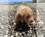 Puppy Bluey Golden Retriever