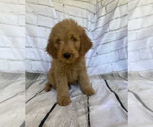 Goldendoodle Puppy for sale in STELLA, MO, USA