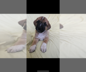 Australian Cattle Dog-Cane Corso Mix Puppy for sale in London, Ontario, Canada