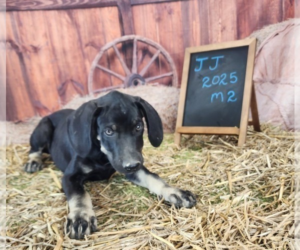 Medium Photo #6 Catahoula Leopard Dog Puppy For Sale in CUMBY, TX, USA
