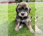 Small #3 Aussiedoodle
