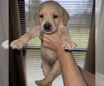 Small Photo #20 Labrador Retriever Puppy For Sale in ELIZABETH, WV, USA