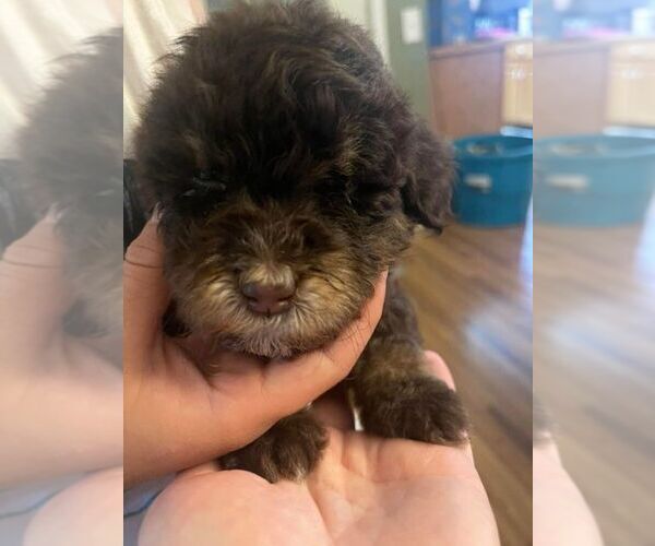 Medium Photo #1 Bernedoodle Puppy For Sale in BROSELEY, MO, USA