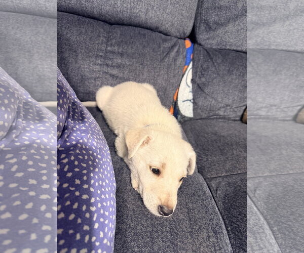 Medium Photo #2 Labrador Retriever-Unknown Mix Puppy For Sale in The Woodlands, TX, USA