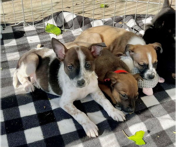 Medium Photo #16 Mutt Puppy For Sale in Dana Point, CA, USA