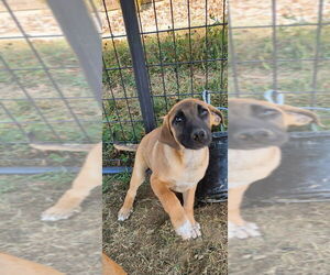 Australian Shepherd-German Shepherd Dog Mix Dogs for adoption in Aurora, IN, USA