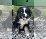 Puppy Puppy 1 Miniature Australian Shepherd