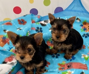 Yorkshire Terrier Puppy for sale in MADEIRA BEACH, FL, USA