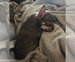 Small #1 Chihuahua