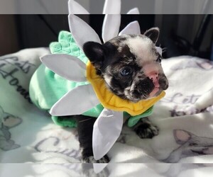 French Bulldog Puppy for sale in SAND SPRINGS, OK, USA