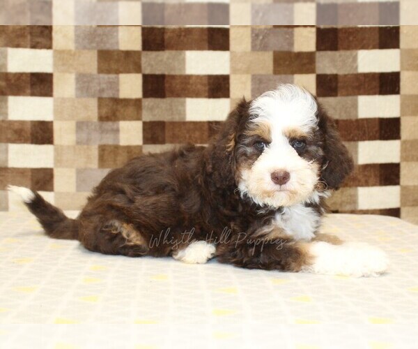 Medium Photo #2 Bernedoodle (Miniature) Puppy For Sale in DENVER, PA, USA