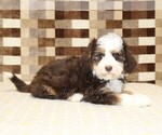 Small #1 Bernedoodle (Miniature)