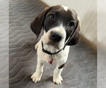 Small #3 Colonial Cocker Spaniel-Retriever  Mix