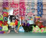 Small #3 Chihuahua