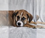 Small #4 Australian Shepherd-Bulldog Mix