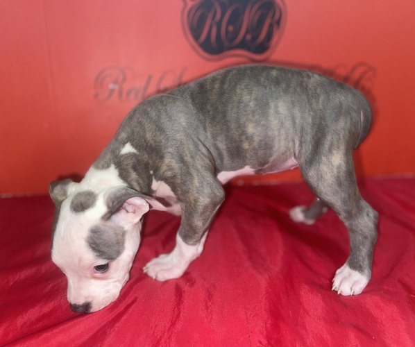 Medium Photo #2 American Pit Bull Terrier Puppy For Sale in TRENTON, NJ, USA