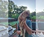 Small #4 German Shepherd Dog-Great Dane Mix