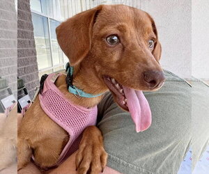 Dachshund-Unknown Mix Dogs for adoption in White Bluff, TN, USA