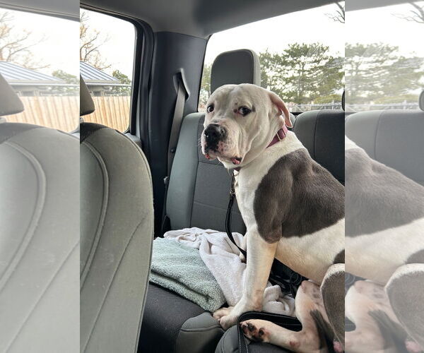 Medium Photo #7 Bullypit Puppy For Sale in Techny, IL, USA